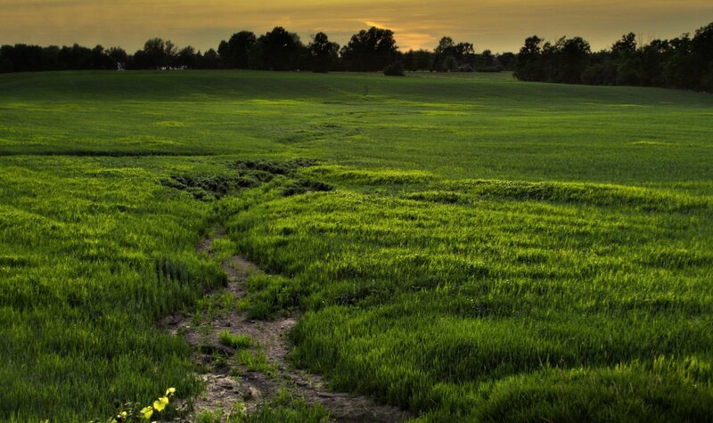 Green Field with Path — Serene, Sunset