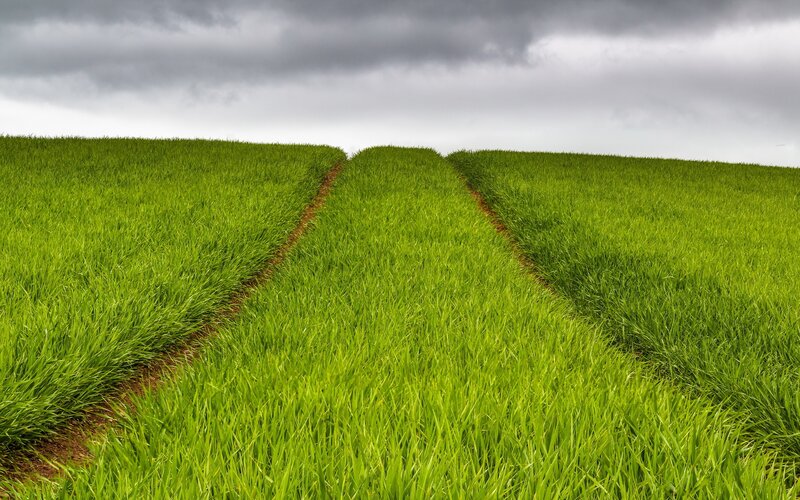 Green Field with Paths