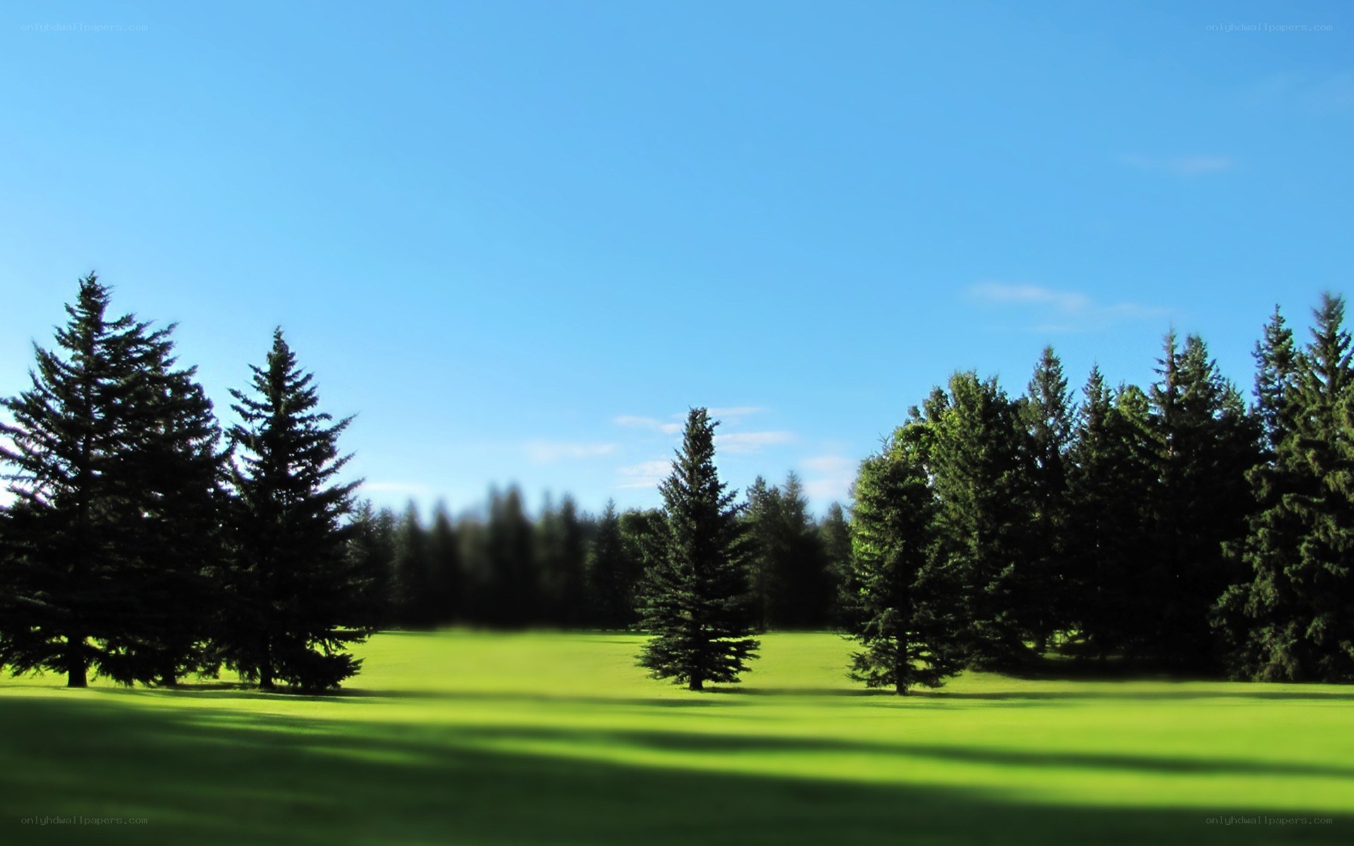 Green field with pine trees
