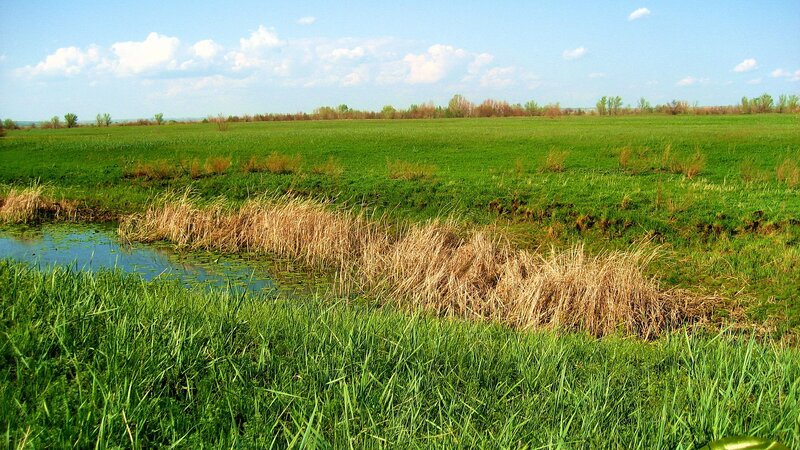 Green field with pond and reeds