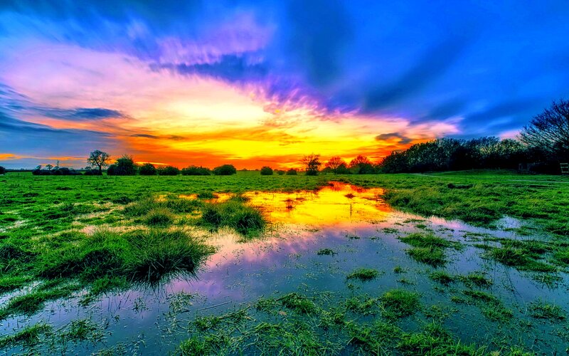 Green Field with Pond