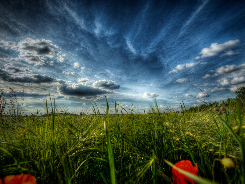 Green Field with Poppies — Blue