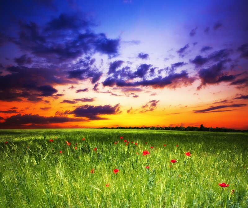 Green Field with Poppies — Dramatic
