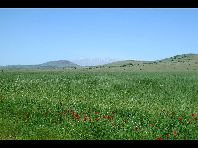 Green Field with Poppies — Serene, Afternoon