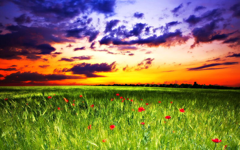 Green Field with Poppies
