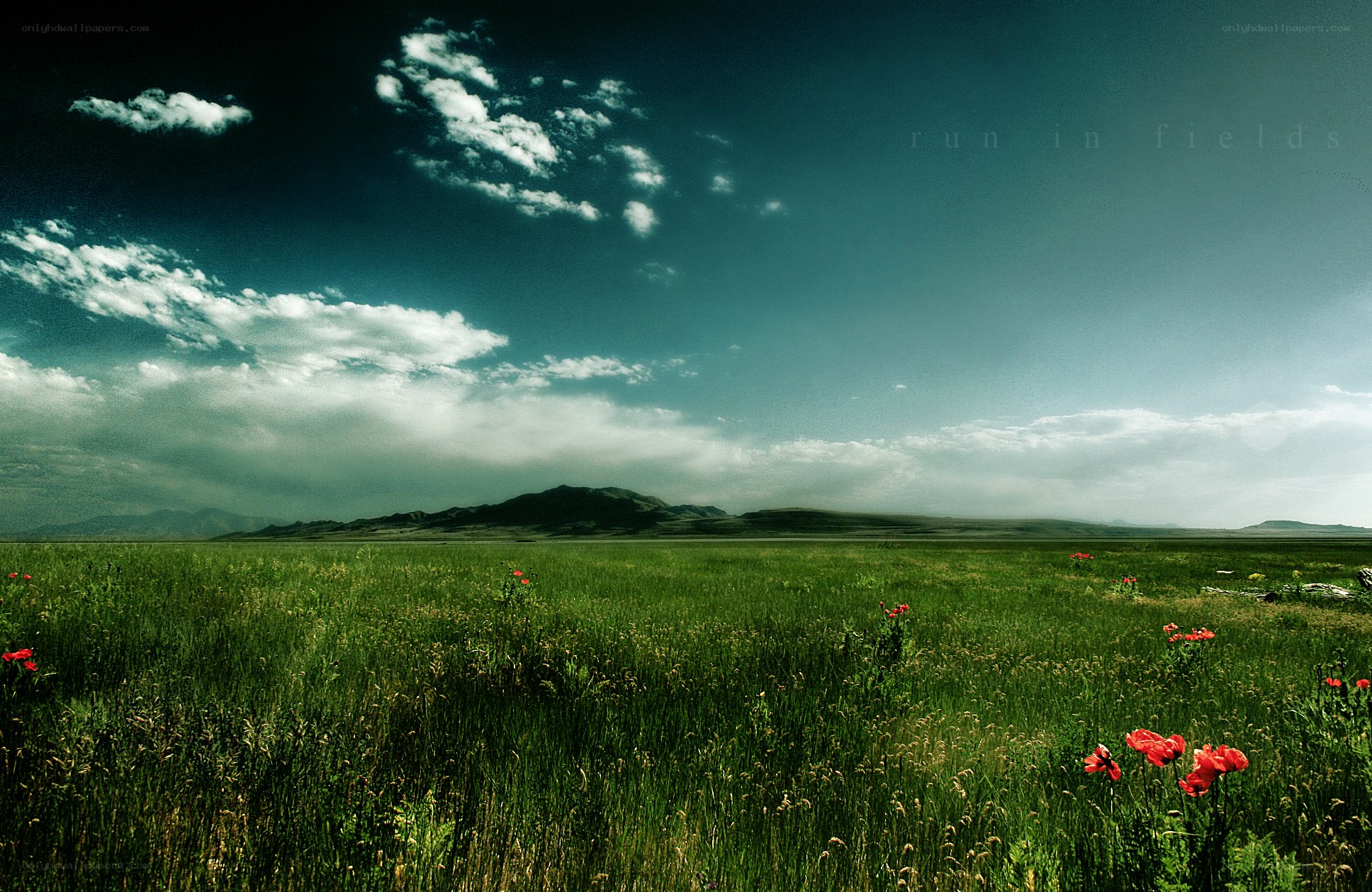 green field with red flowers