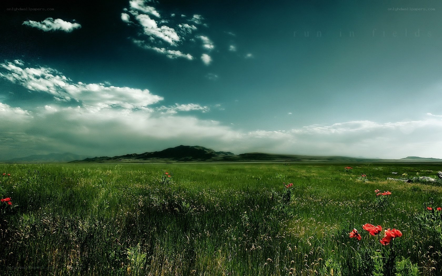 green field with red flowers
