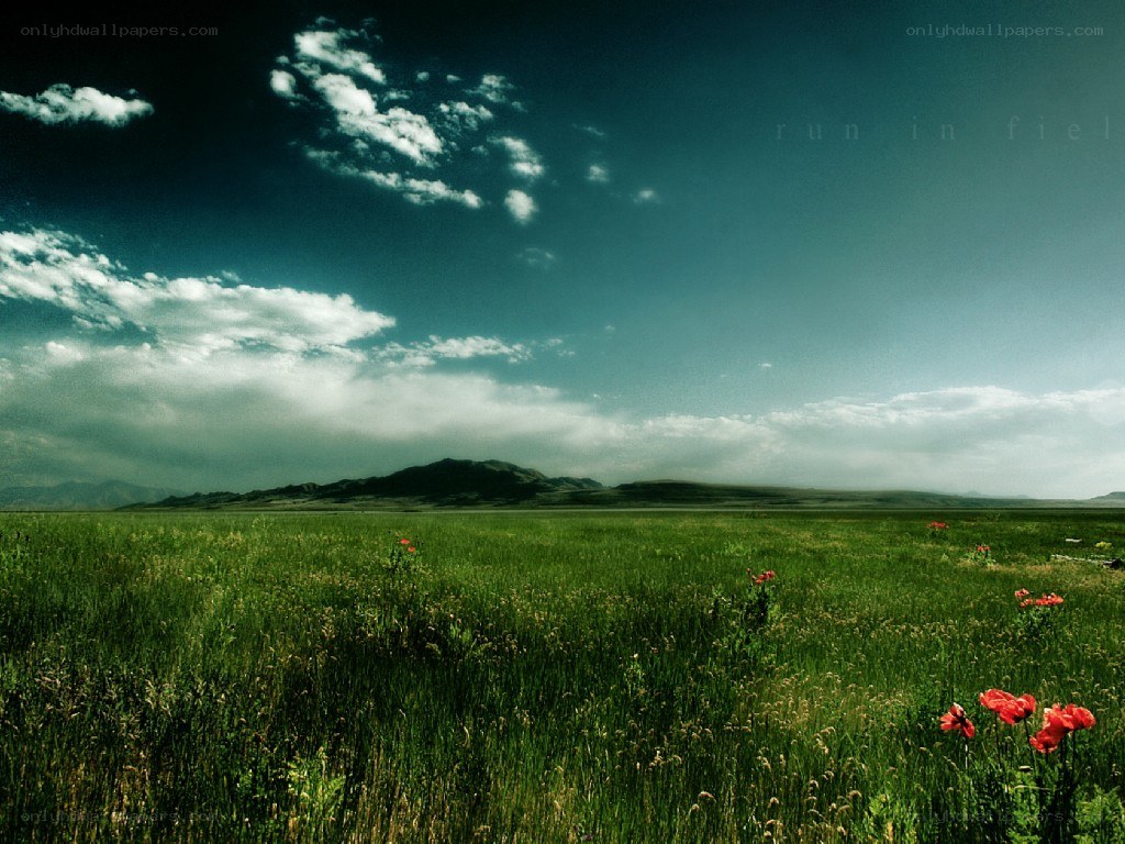 green field with red flowers