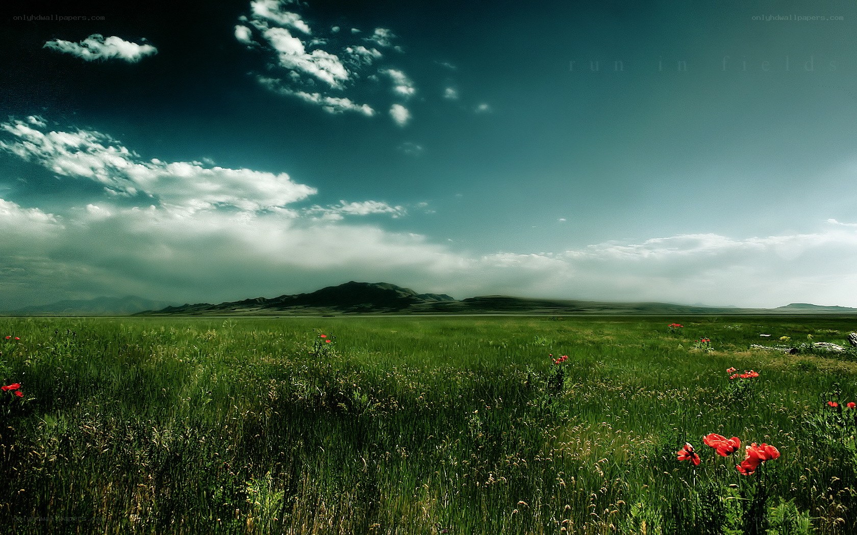 green field with red flowers