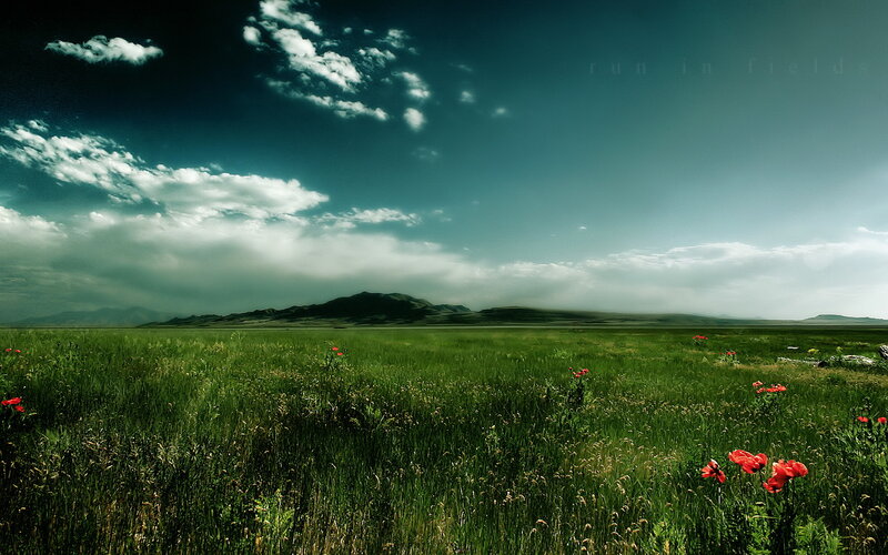 Green Field with Red Flowers — Afternoon