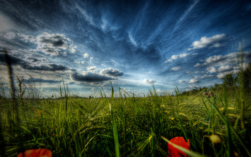 Green Field with Red Flowers — Dramatic, Afternoon, Photograph, Grass