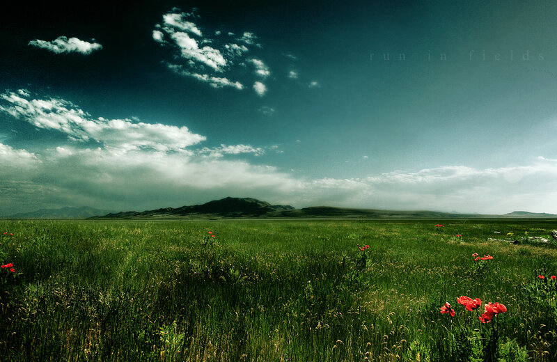 Green Field with Red Flowers — Dramatic, Afternoon, Photograph, Mountains