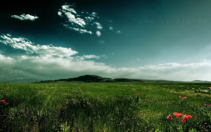 Green Field with Red Flowers — Dramatic, Afternoon, Photograph
