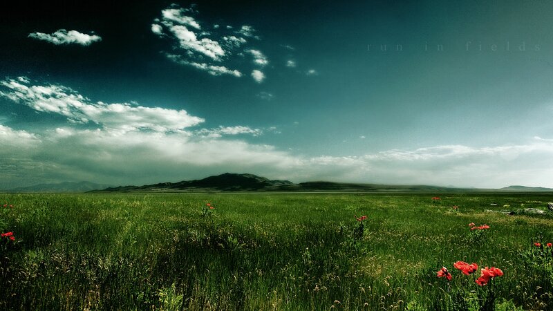 Green Field with Red Flowers — Dramatic