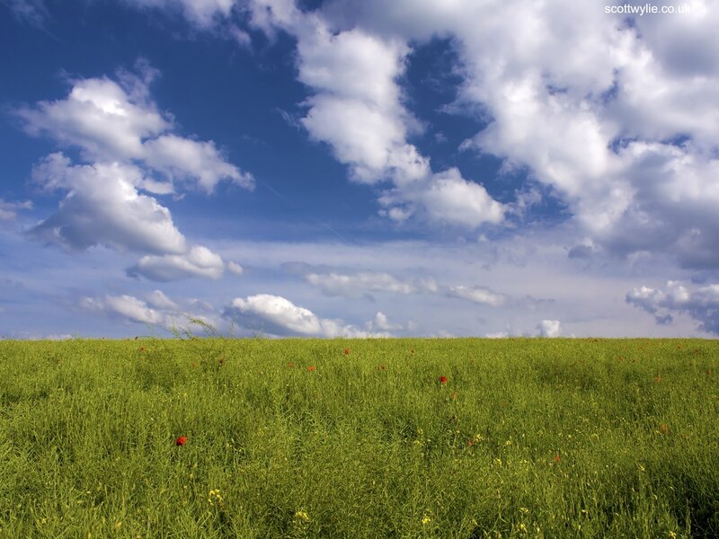 Green Field with Red Flowers — Serene