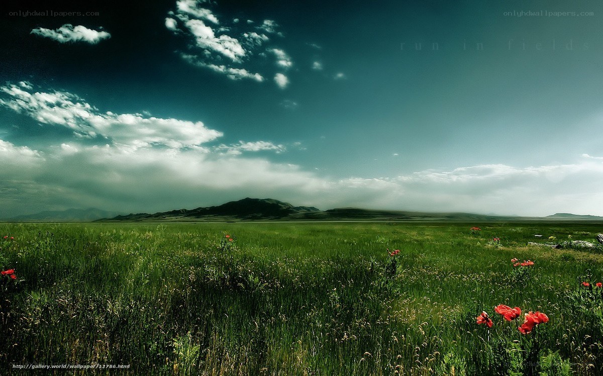 Green field with red flowers