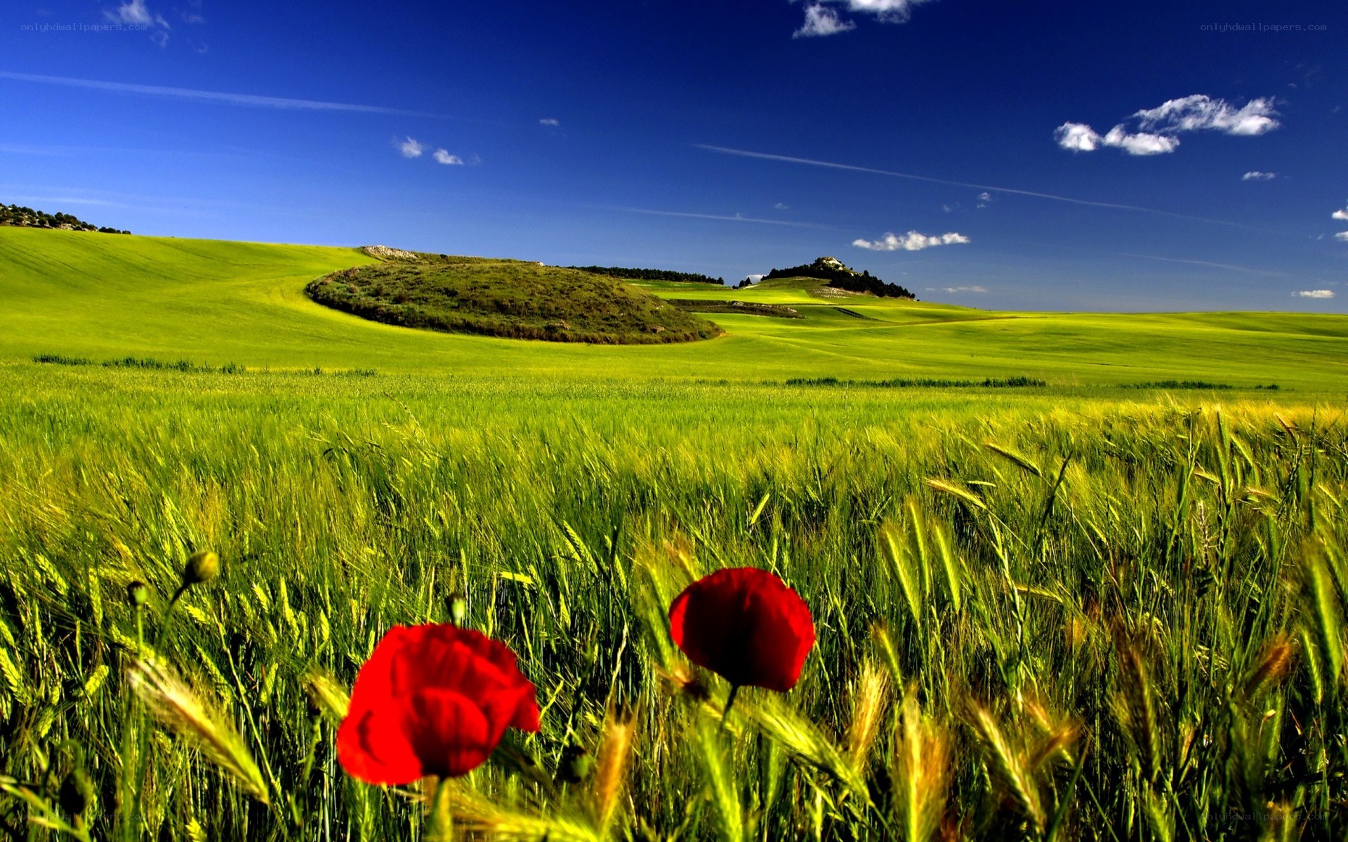Green field with red poppies