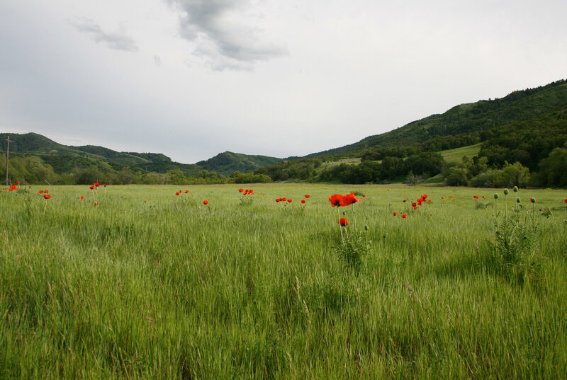 green field with red poppies
