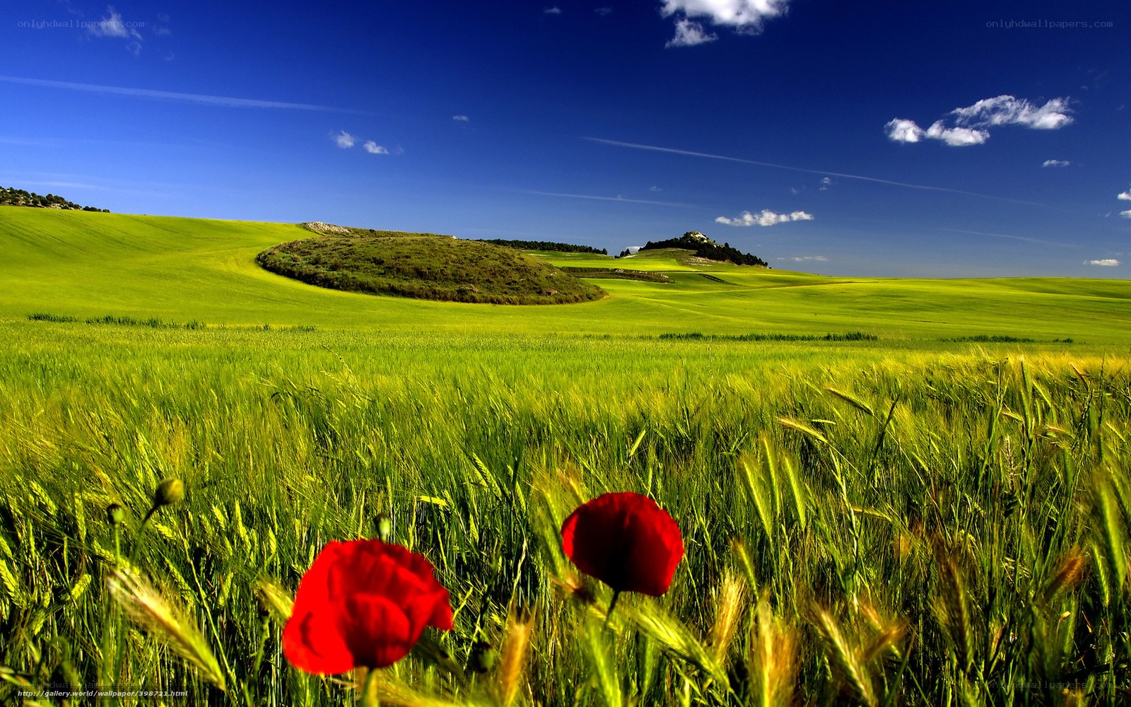 Green field with red poppies