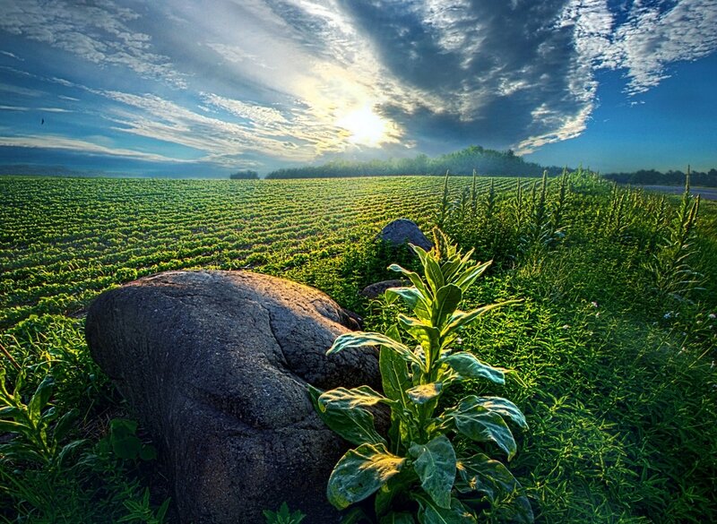 Green Field with Rocks — Dramatic