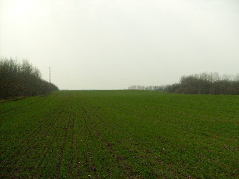 Green Field with Rows — Calm