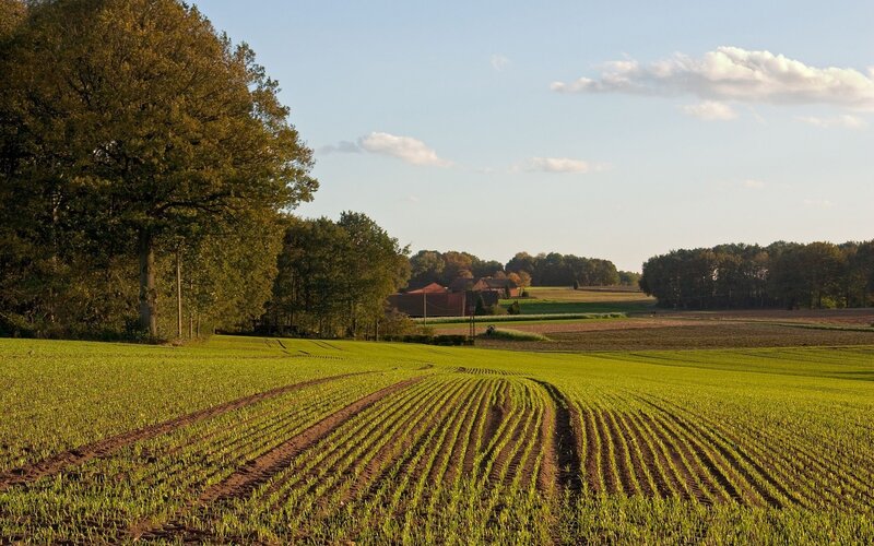 Green field with rows of crops