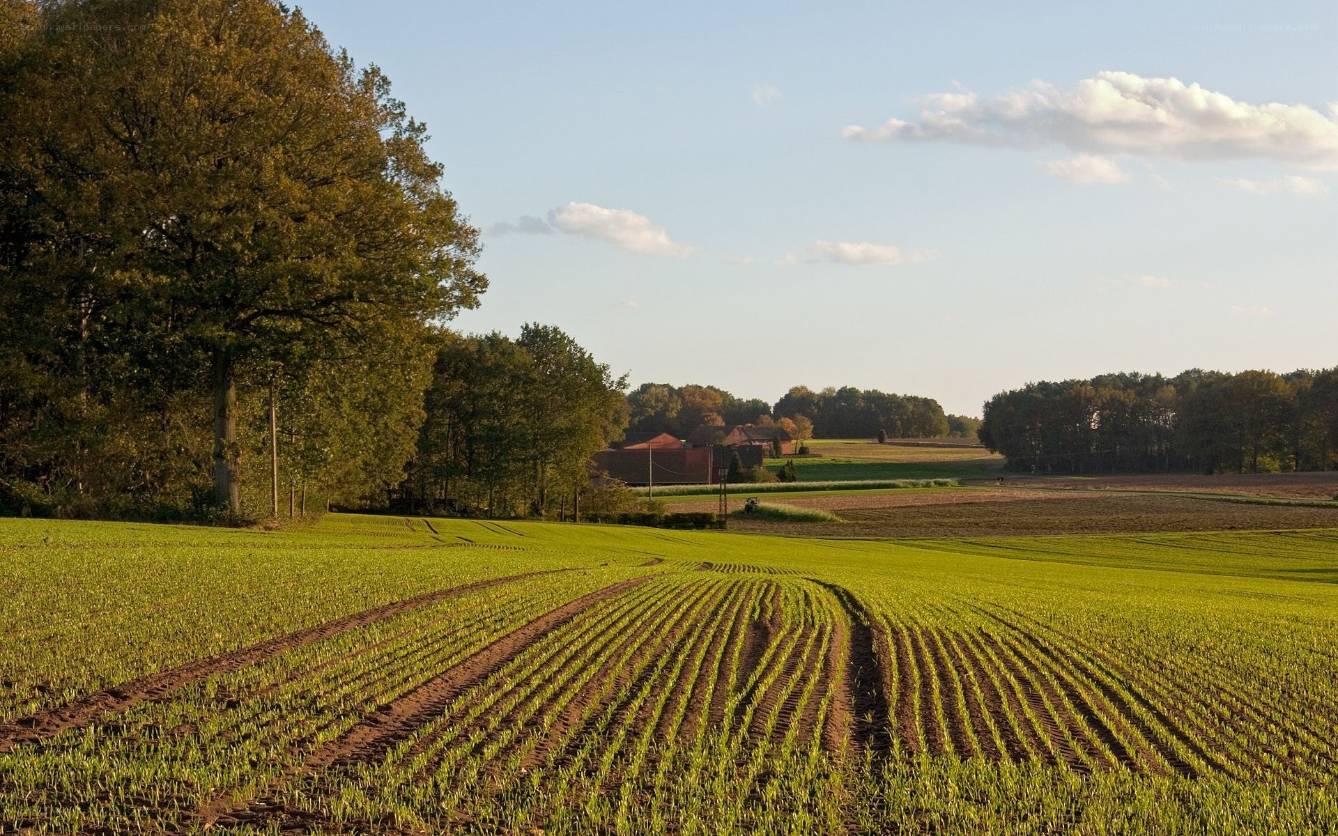 Green field with rows of crops