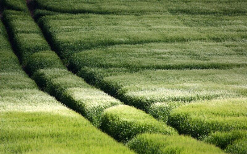 Green field with rows