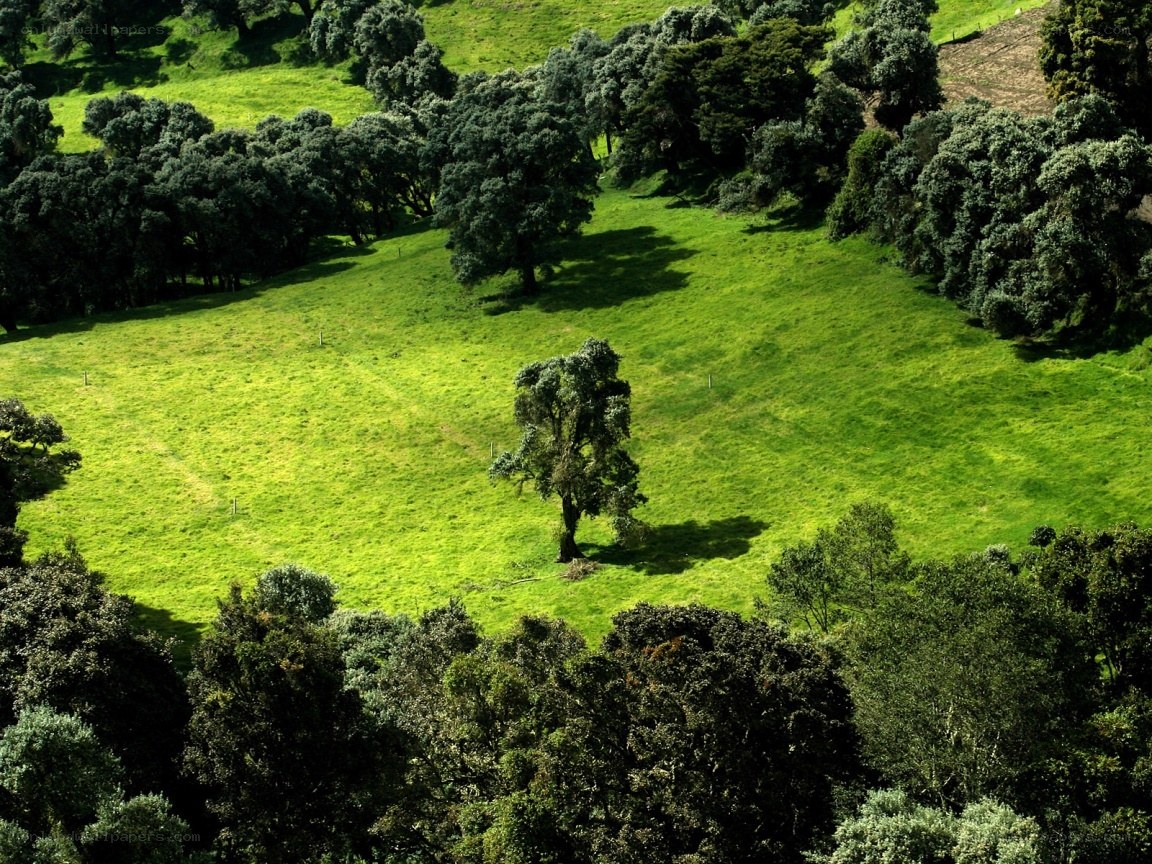 Green field with scattered trees
