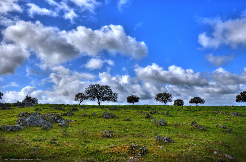 Green field with scattered trees