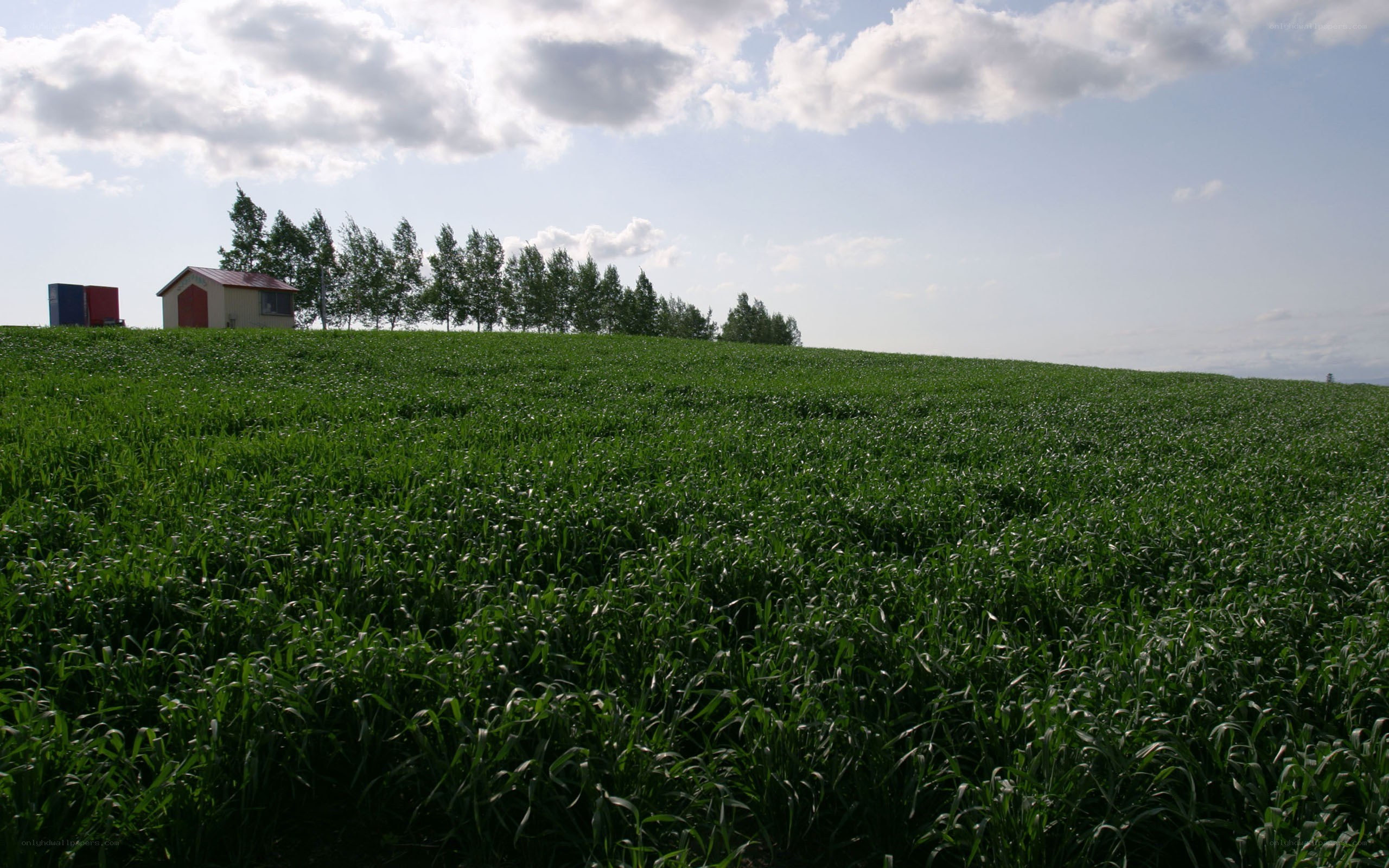 Green field with shed and trees