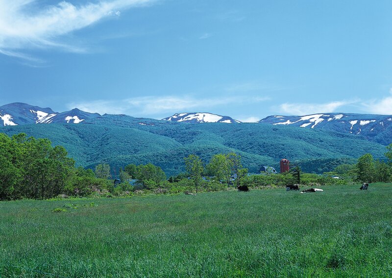 Green field with snow-capped mountains