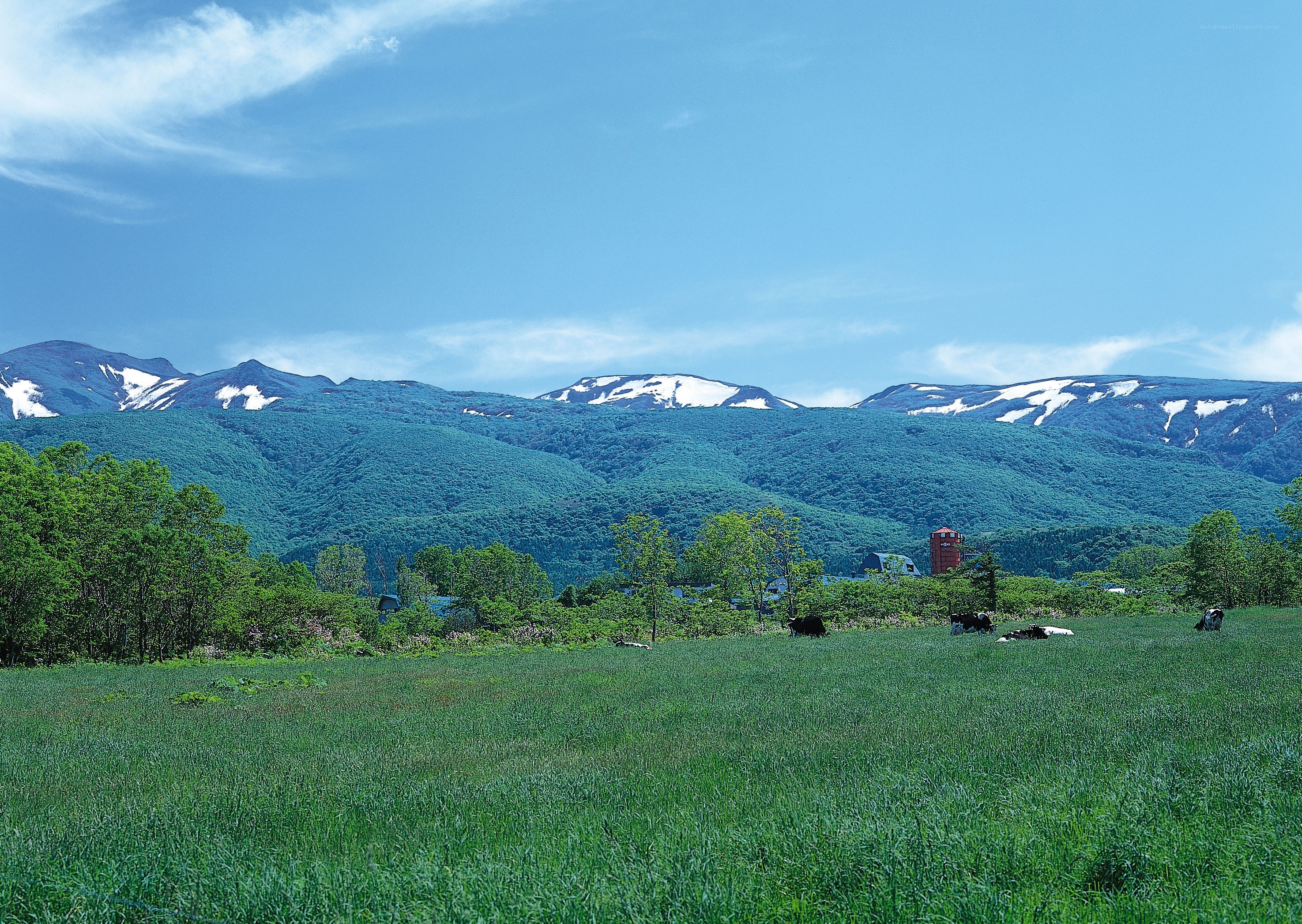 Green field with snow-capped mountains