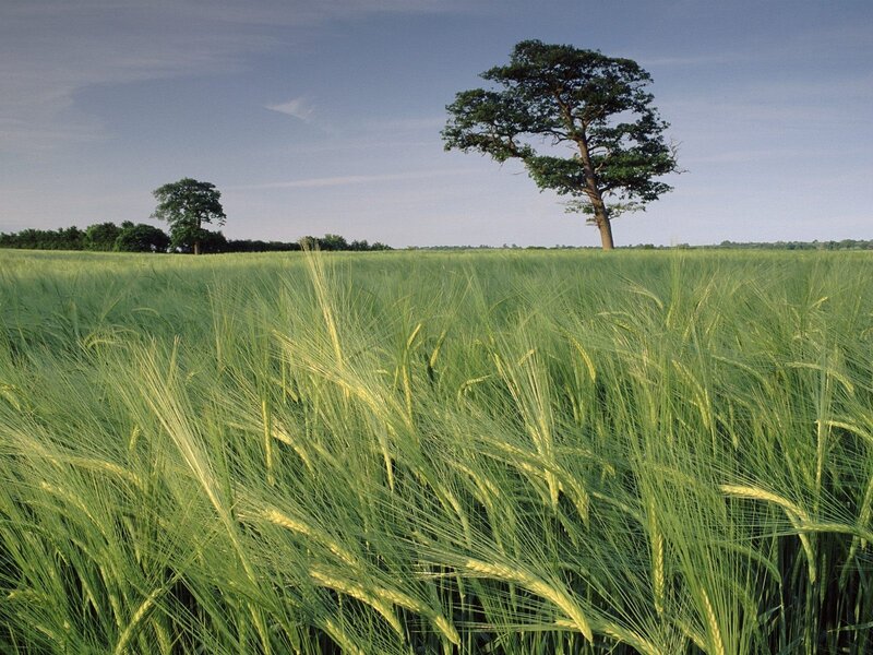 Green field with solitary tree