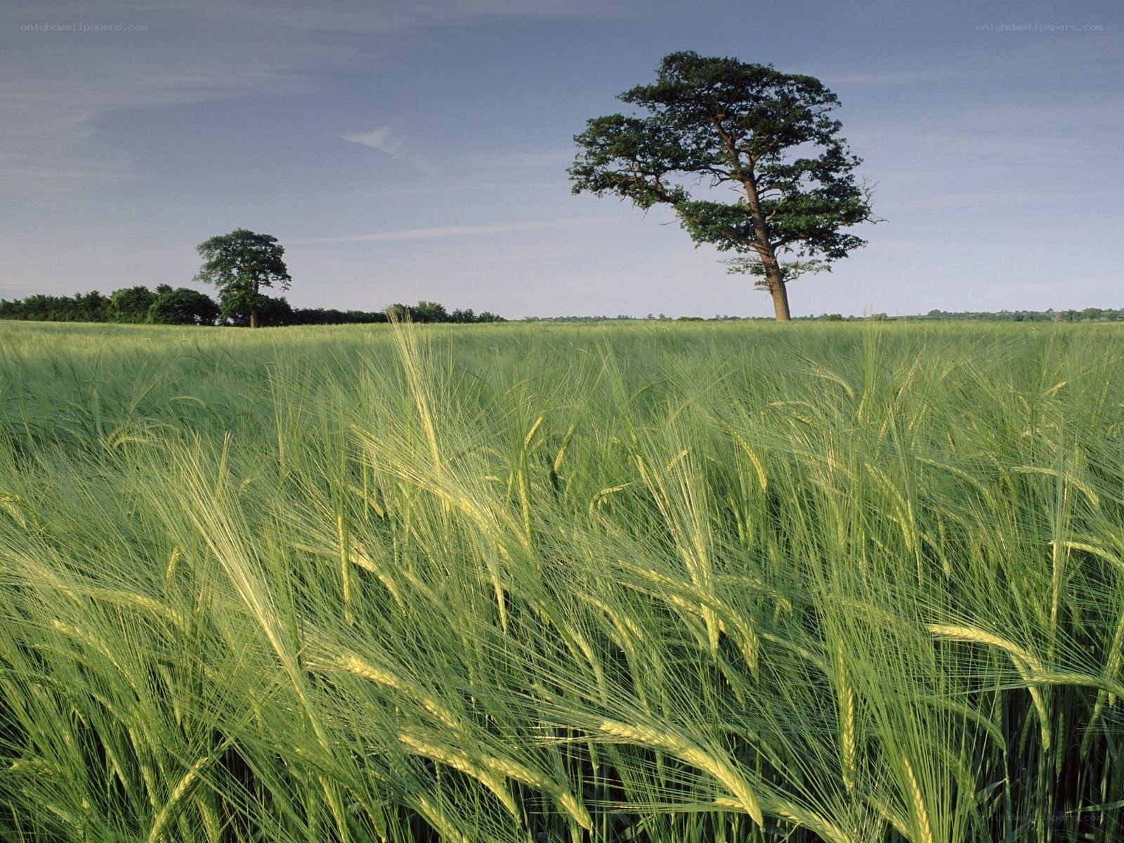 Green field with solitary tree