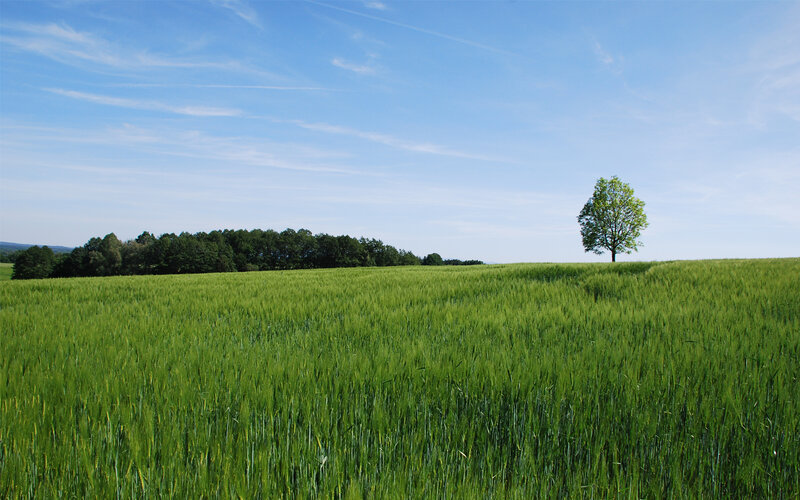 Green field with solitary tree