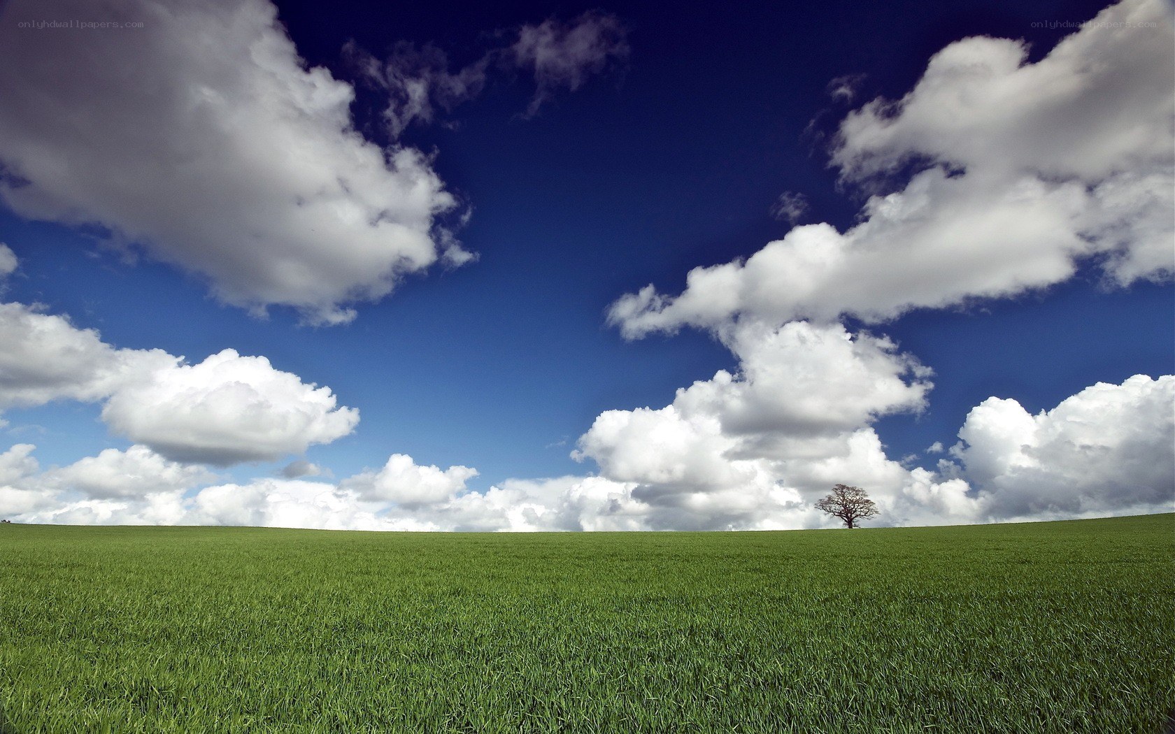 Green field with solitary tree