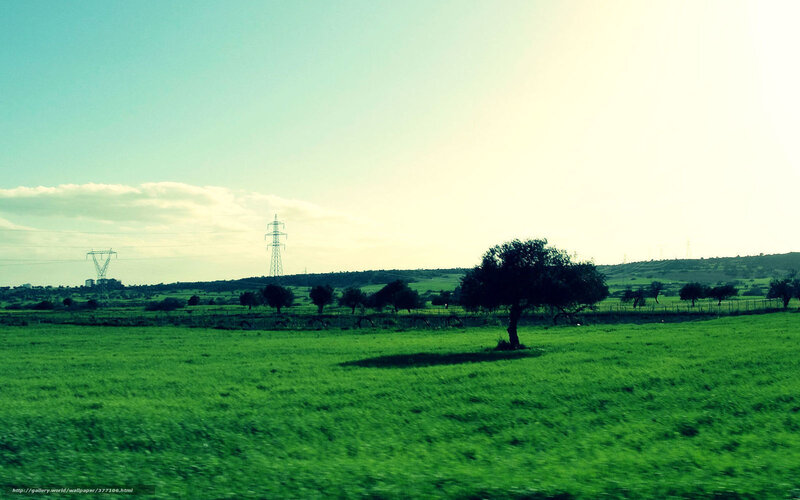 Green field with solitary tree
