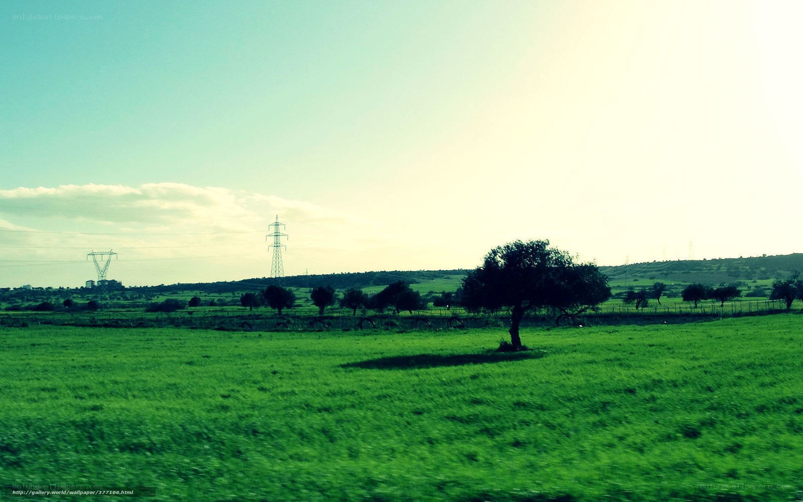 Green field with solitary tree