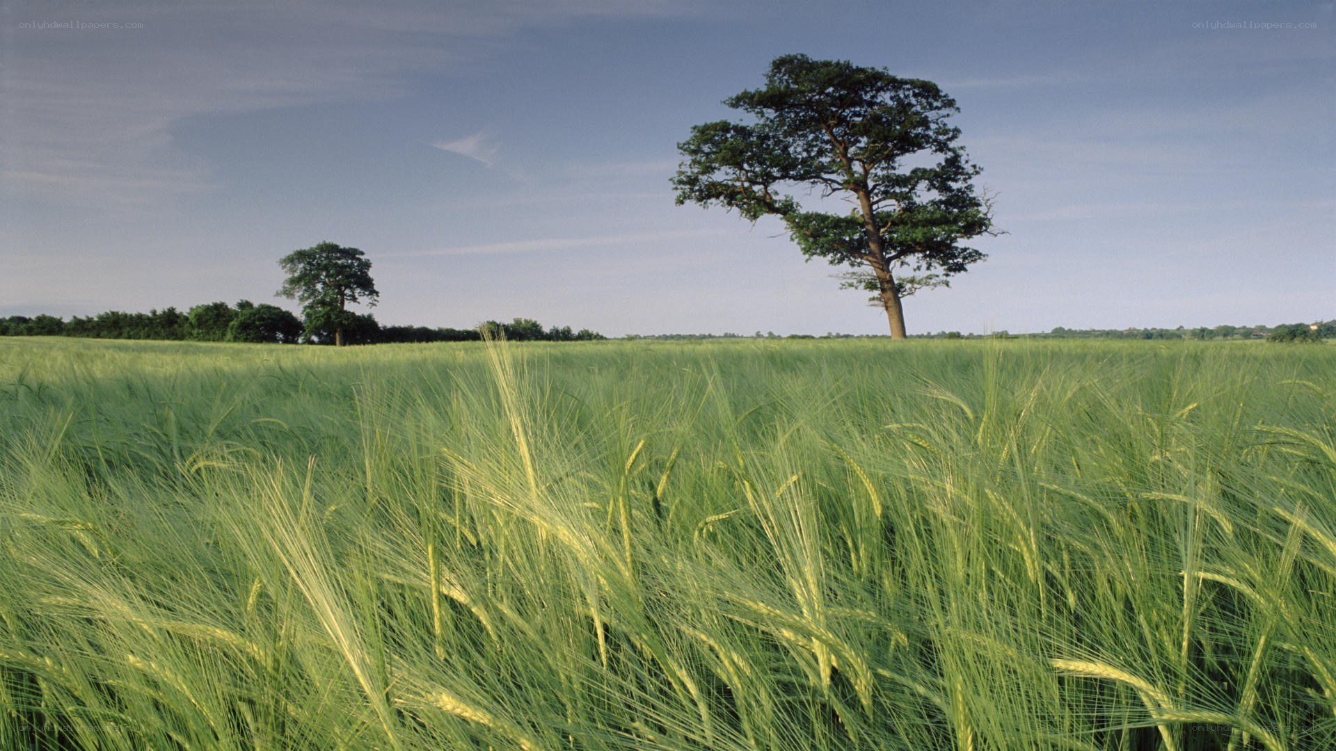 Green field with solitary trees