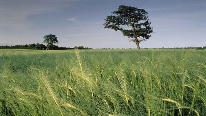 Green field with solitary trees