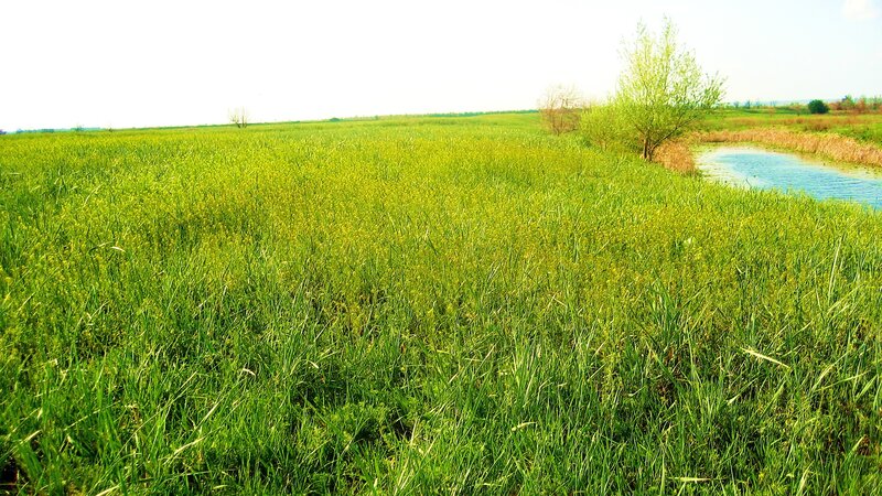 Green field with stream