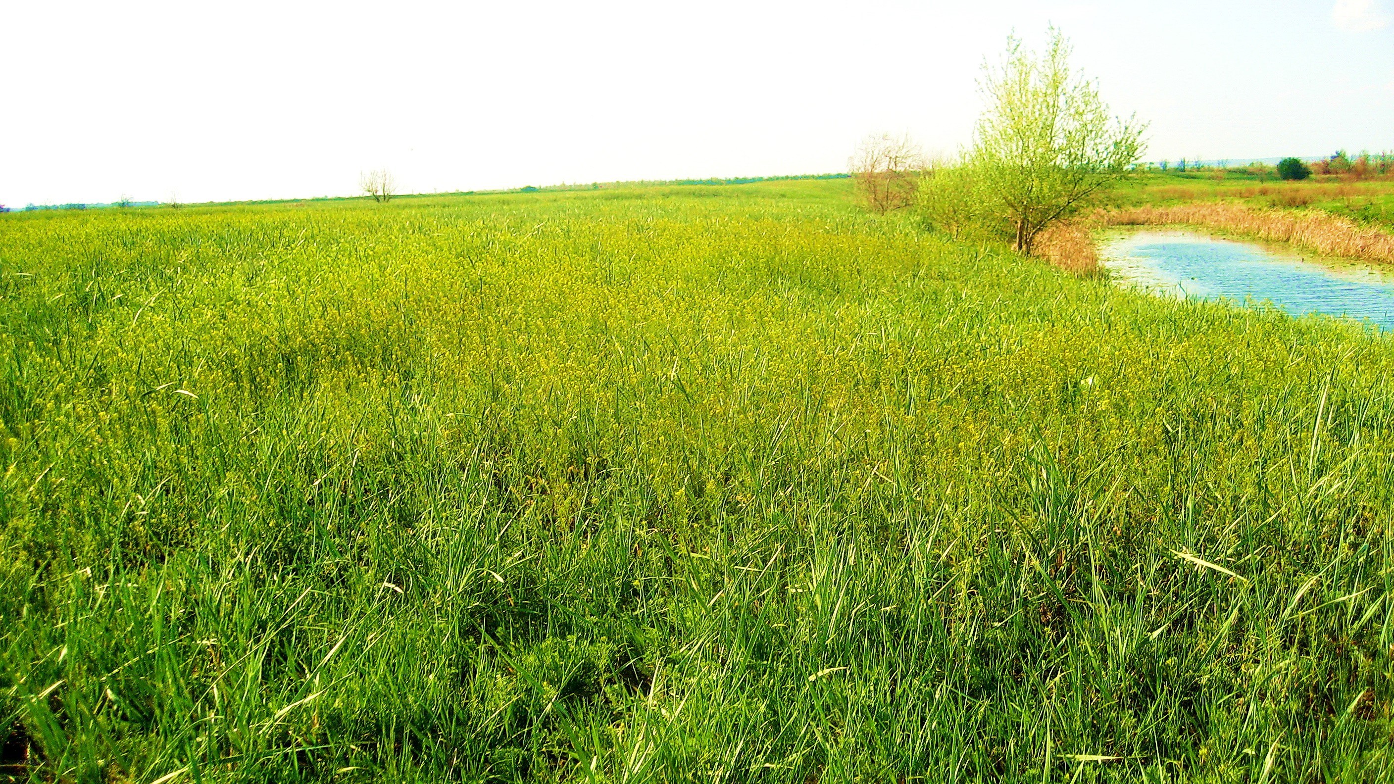 Green field with stream
