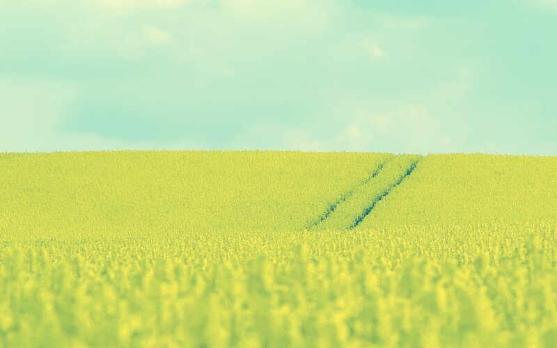 Green field with tire tracks