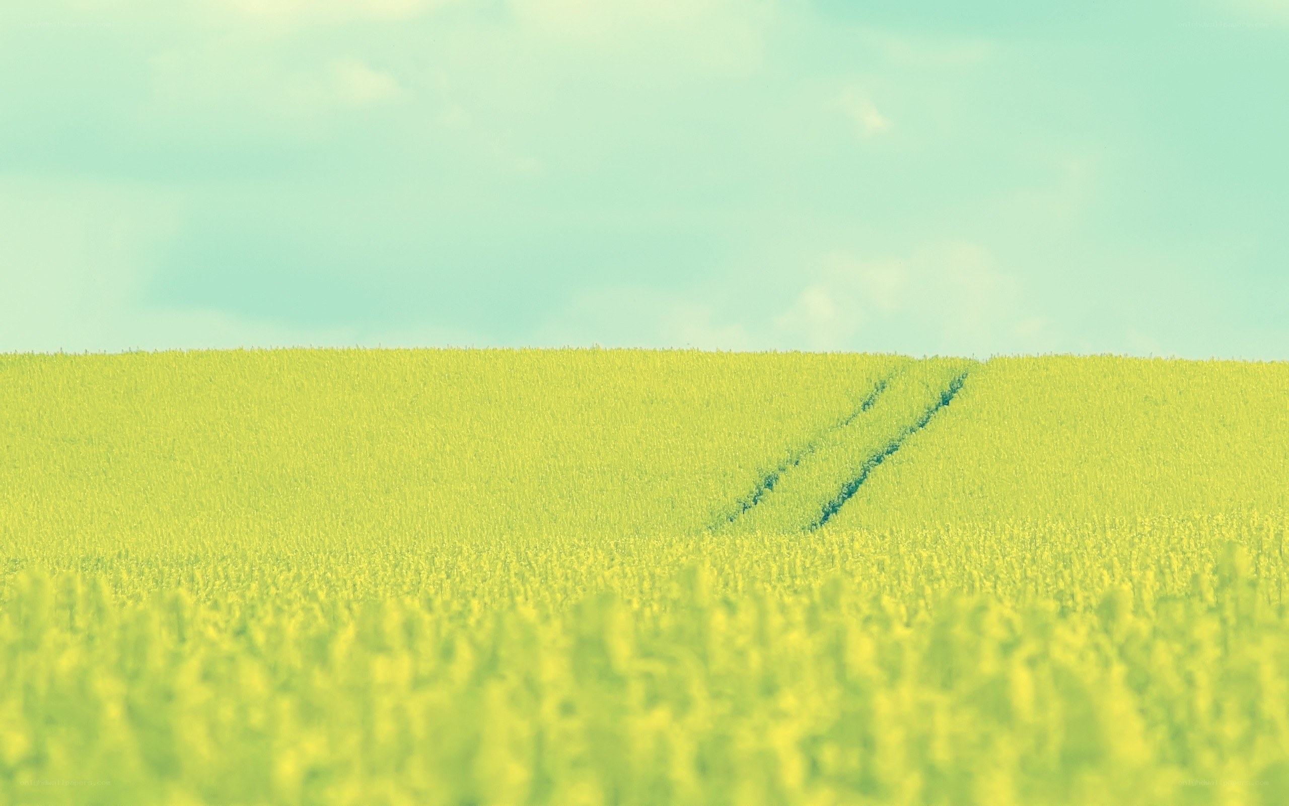 Green field with tire tracks