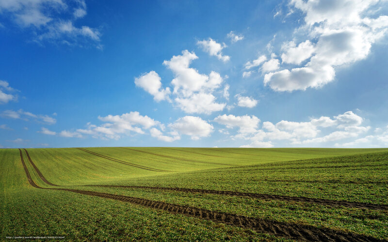 Green Field with Tire Tracks — Serene