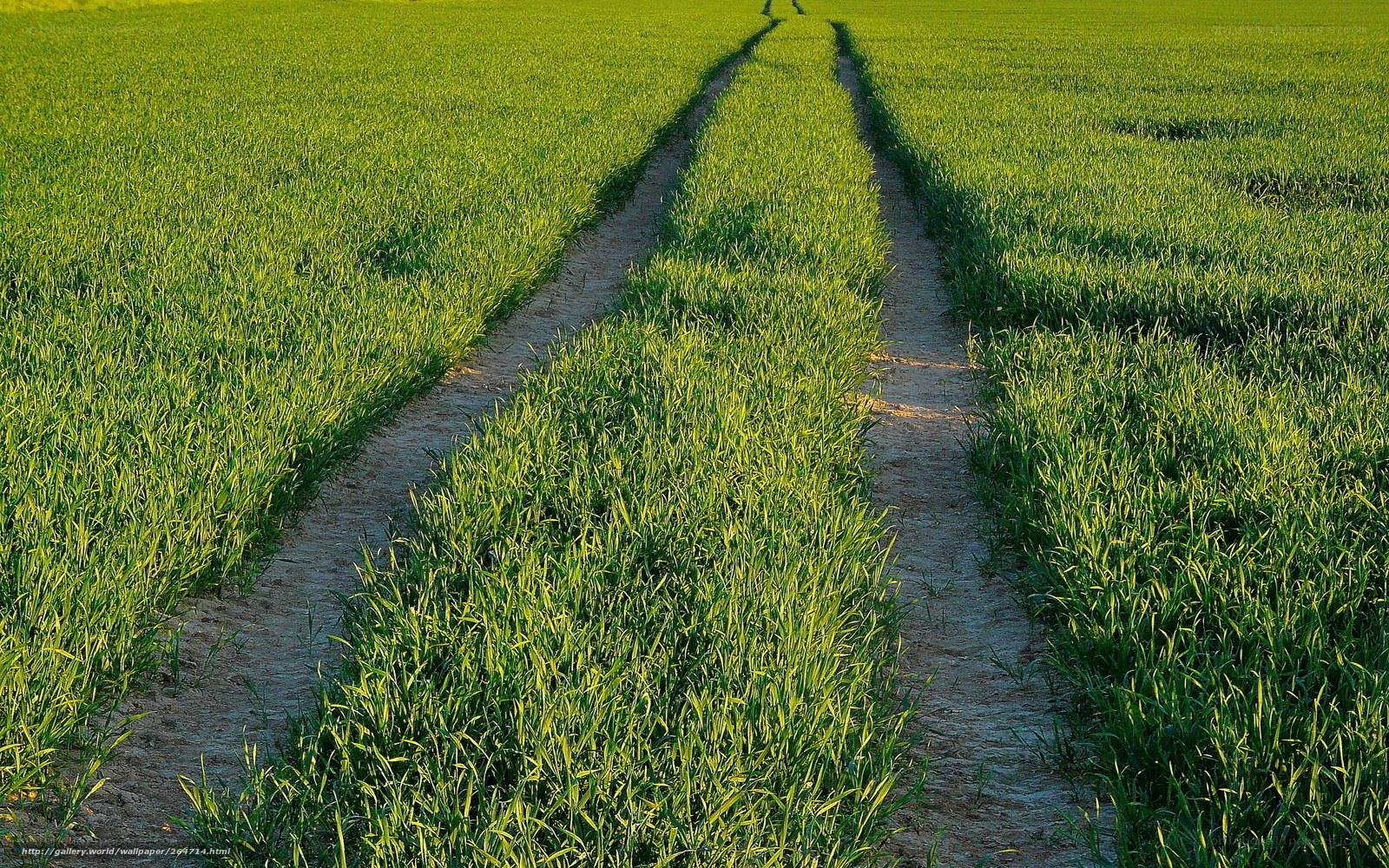 Green field with tire tracks