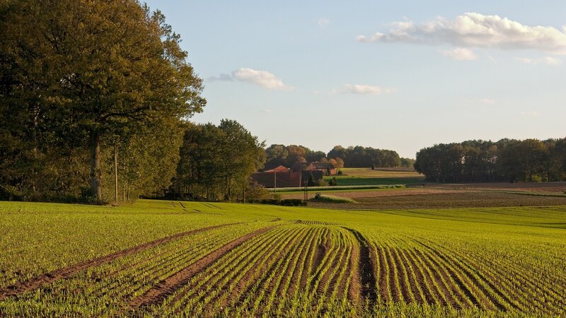 Green field with tractor tracks