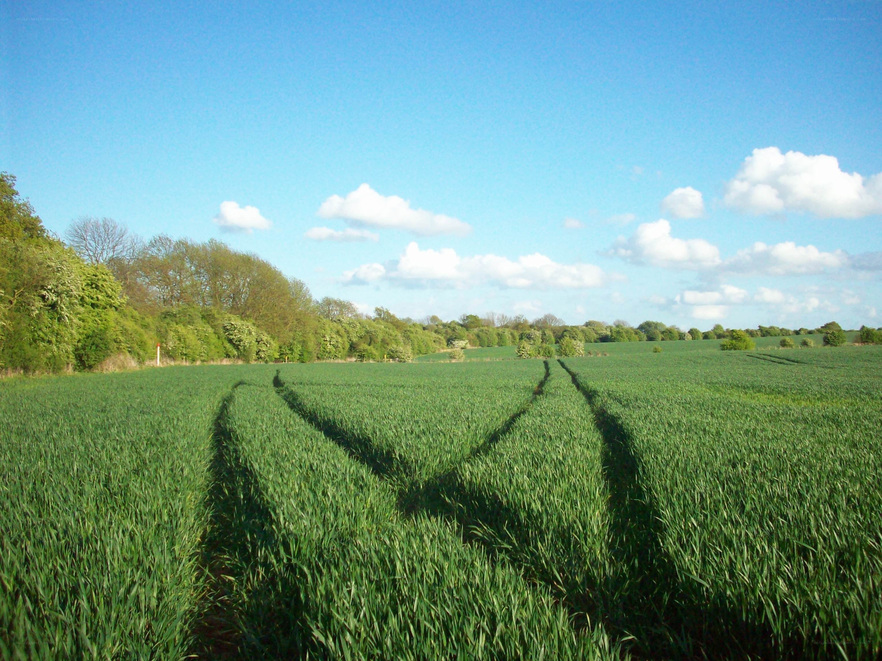 Green field with tractor tracks