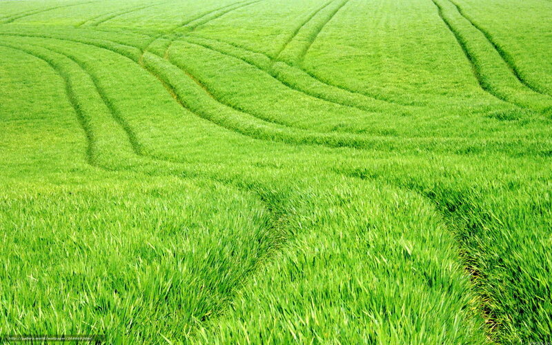 Green Field with Tractor Tracks
